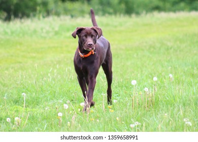 Chocolate Labrador Running In The Grass