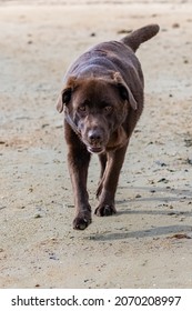 A Chocolate Labrador Running On The Beach