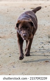 A Chocolate Labrador Running On The Beach