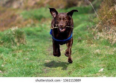 Chocolate Labrador Running With Stick