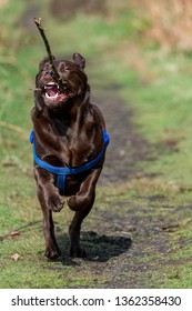 Chocolate Labrador Running With Stick