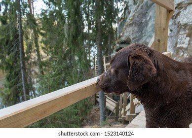 Chocolate Labrador Is Sniffing The  Wooden Railing In The Forest