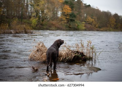 Chocolate Labrador Standing In River Tyne