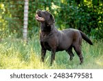 chocolate labrador walks on green grass