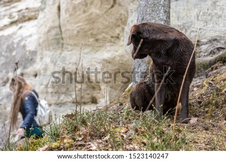 Chocolate labrador is watching towards the owner lady, Side shot.