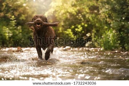 Similar – Image, Stock Photo Brown Labrador on mountain meadow in front of mountain hut