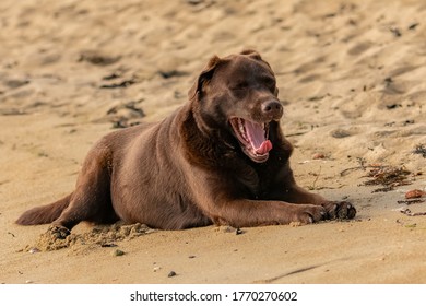 A Chocolate Labrador Yawning On The Beach
