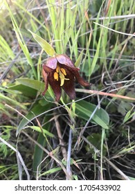 Chocolate Lily In The Cleveland National Forest