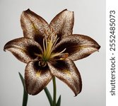 The Chocolate Lily is a unique wildflower with rich, deep brown-purple petals, blooming in spring. It’s native to North America