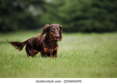 Chocolate longhaired dachshund in nature on grass. Beautiful dog in the park - Shutterstock ID 2254696595