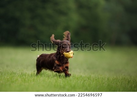 Chocolate longhaired dachshund in nature running on grass with toy. Beautiful dog in the park