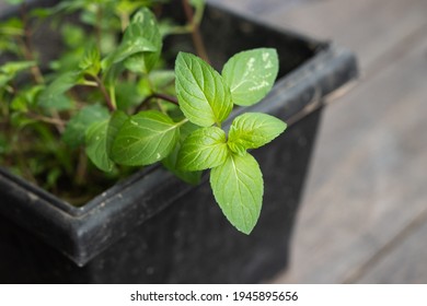 チョコミント の画像 写真素材 ベクター画像 Shutterstock