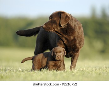 Chocolate mom and puppy