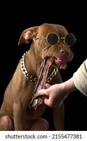 Chocolate Pit Bull Puppy Eating Treat Isolated On Black Background