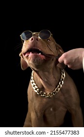 Chocolate Pit Bull Puppy Eating Treat Isolated On Black Background