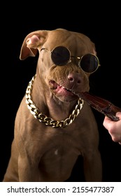 Chocolate Pit Bull Puppy Eating Treat Isolated On Black Background