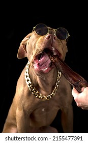 Chocolate Pit Bull Puppy Eating Treat Isolated On Black Background