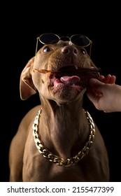 Chocolate Pit Bull Puppy Eating Treat Isolated On Black Background