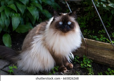 Chocolate point doll-faced himalayan cat with striking light blue eyes sitting in garden staring intently