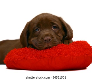 Chocolate pup with a red plush toy.