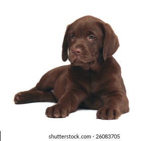 Chocolate puppy Labrador. The puppy of breed Labrador Retriever.