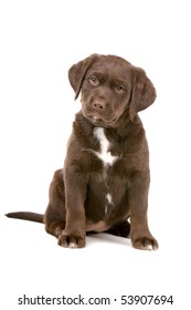 chocolate retriever puppy isolated on a white background
