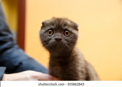 Chocolate Scottish Fold Images Stock Photos Vectors Shutterstock