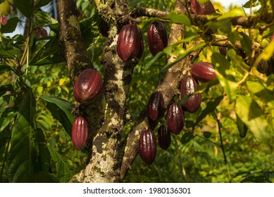 Chocolate tree ( Theobroma cacao ) with fruits. Red ready to harvest cacao pod, close up. Fruit plantation in the Philippines. 