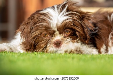 teacup shih tzu