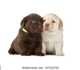 Chocolate & Yellow Labrador Retriever Puppies (4 week old, isolated on white background)