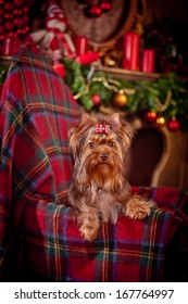 Chocolate Yorkshire Terrier Dog, Christmas