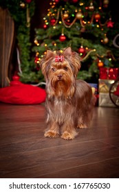 Chocolate Yorkshire Terrier Dog, Christmas