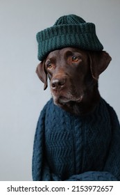 Chocolate-colored Labrador Retriever Dog In Clothes Looks At The Camera. Beautiful Pet Dog Chocolate Retriever Dressed As A Human. Clothing And Dog Food. Pets Are Like People. Love And Train A Dog