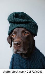 Chocolate-colored Labrador Retriever Dog In Clothes Looks At The Camera. Beautiful Pet Dog Chocolate Retriever Dressed As A Human. Selective Focus, Clothing And Dog Food. Pets Are Like People. 