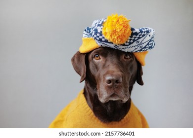 Chocolate-colored Labrador Retriever Dog In Clothes Looks At The Camera. Beautiful Pet Dog Chocolate Retriever Dressed As A Human. Clothing And Dog Food. Pets Are Like People. Love And Train A Dog