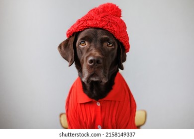 Chocolate-colored Labrador Retriever Dog In Clothes Looks At The Camera. Beautiful Pet Dog Chocolate Retriever Dressed As A Human. Clothing And Dog Food. Selective Focus Pets Are Like People. Love And