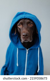 Chocolate-colored Labrador Retriever Dog In Clothes Looks At The Camera. Beautiful Pet Dog Chocolate Retriever Dressed As A Human. Clothing And Dog Food. Selective Focus, Pets Are Like People. Love