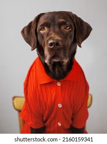 Chocolate-colored Labrador Retriever Dog In Clothes Looks At The Camera. Beautiful Pet Dog Chocolate Retriever Dressed As A Human. Clothing And Dog Food. Pets Are Like People. Love And Train A Dog