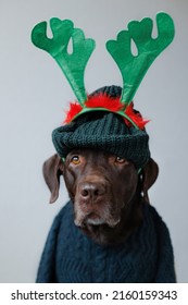 Chocolate-colored Labrador Retriever Dog In Clothes Looks At The Camera. Beautiful Pet Dog Chocolate Retriever Dressed As A Human. Selective Focus, Clothing And Dog Food. Pets Are Like People. Love