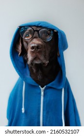 Chocolate-colored Labrador Retriever Dog In Clothes Looks At The Camera. Beautiful Pet Dog Chocolate Retriever Dressed As A Human. Clothing And Dog Food. Selective Focus, Pets Are Like People. Love