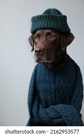 Chocolate-colored Labrador Retriever Dog In Clothes Looks At The Camera. Beautiful Pet Dog Chocolate Retriever Dressed As A Human. Clothing And Dog Food. Selective Focus Pets Are Like People. Love And