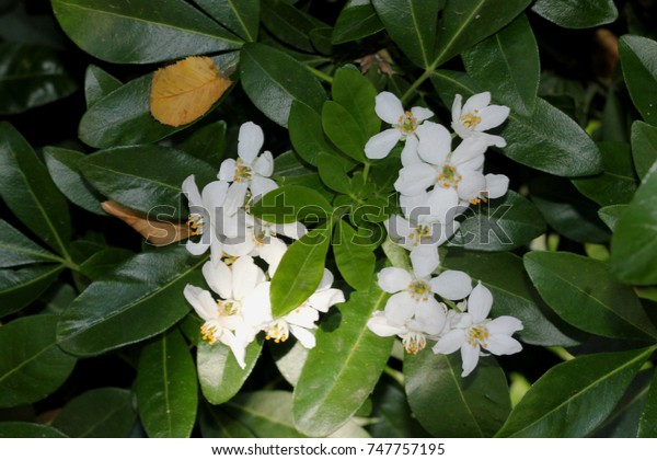 Choisya Ternata Mexican Orange Mock Orange Stock Photo Edit Now 747757195