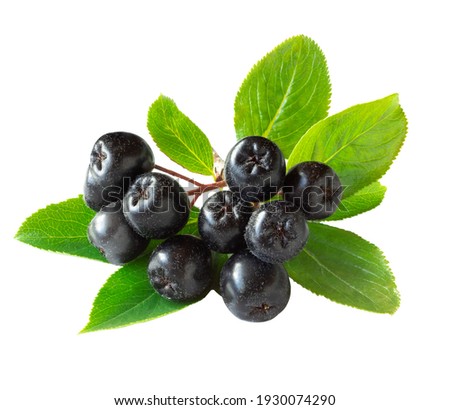 Chokeberry branch with foliage isolated on white. Ripe berries and leaves