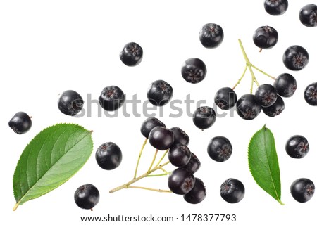 Chokeberry with green leaves isolated on white background. Black aronia . Top view