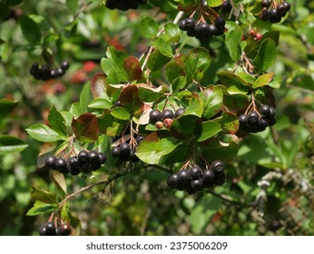 Chokeberry tree, a branch with the ripening fruits on a motley vegetable background under bright beams of the sun .  Aronia melanocarpa. 