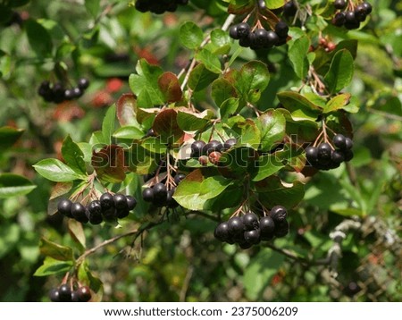 Chokeberry tree, a branch with the ripening fruits on a motley vegetable background under bright beams of the sun .  Aronia melanocarpa. 