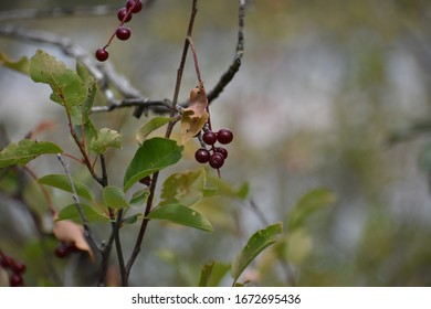 Chokecherries On A Chokecherry Tree