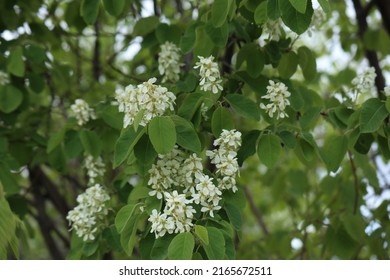 Chokecherry Blossoms In The Summer In Rural Manitoba, Canada