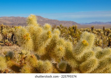 Cholla cactus