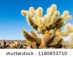 Cholla cactus (Cylindropuntia bigelovii) known as Teddy-bear cholla in the Cholla Cactus Garden in Joshua Tree National Park, California